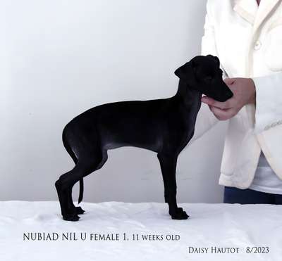 Nubiad Nil Unto Light O' Luv