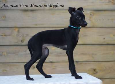 Amoroso Vero Maurizio Migliore