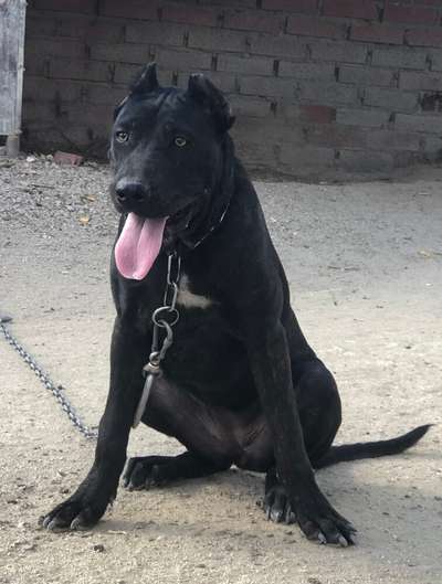 KIRA DE KING ZULU