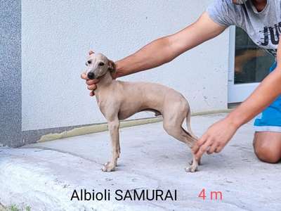 Albioli Samurai