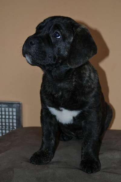 FABI VALACHIADOG
