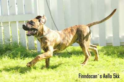 FINNDOCAN'S AELLO