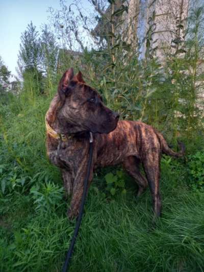 CRETACEOUS POTATO OF PROPER K9