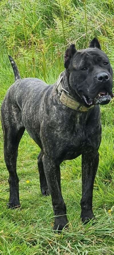A'MAWI PRESA DE GUERRA KENNEL