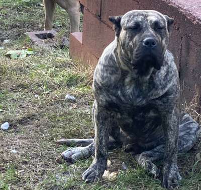 ONLY THE FAMILY KENNELS NUGGET