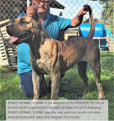 BRAVO KENNEL’S BINKI