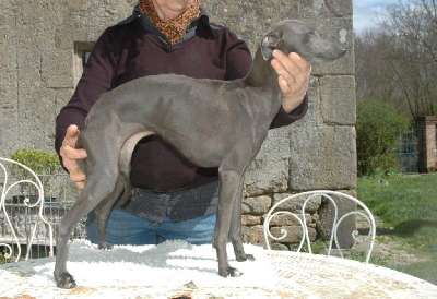 Jolie Mome Du Merle Blanc