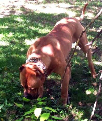 GUARDIAN DE LOS SANTOS