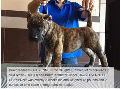 BRAVO KENNEL’S CHEYENNE