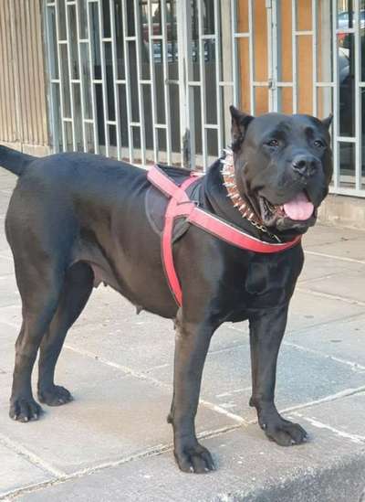 ANAGA DE ANAGA KENNEL