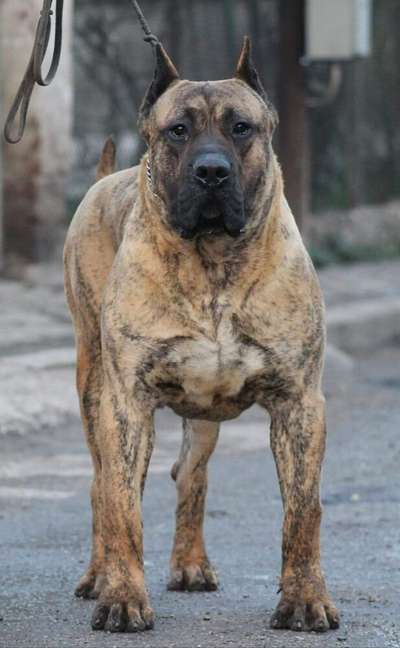 BELINGO DE TRIGOVIEJO