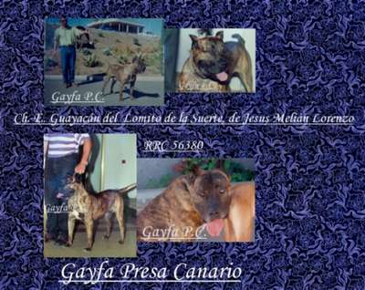 GUAYACAN DE LOMITO DE LA SUERTE