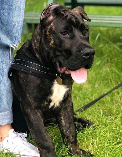 D'NELSON DE SABURO KENNELS