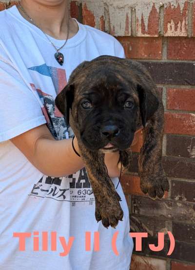 TILLY II DE DEEP SOUTH CANARIOS