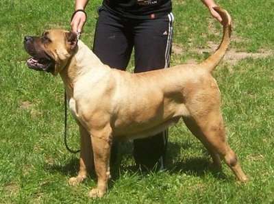 SHILA DE LA COIMBRA VON BADBULL