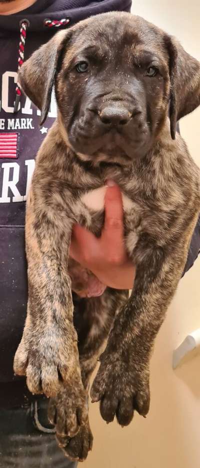 KIMBO DE GOLD GUARDIANS