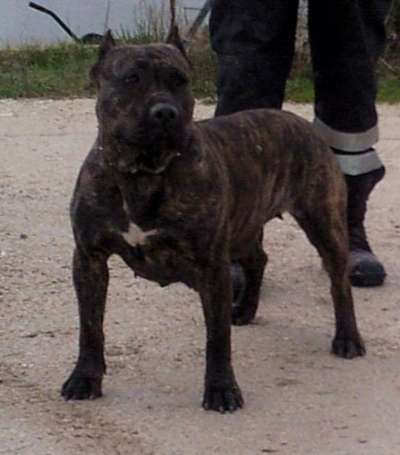 AYMARA DE SPALATO BULL