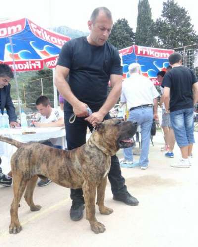HORUS DE SPALATO BULL