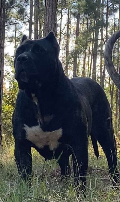 BRAVO KENNEL’S ARIES