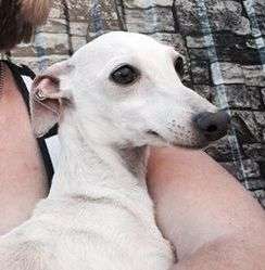 Nemiroff Houseof Hounds P'yari Sarna