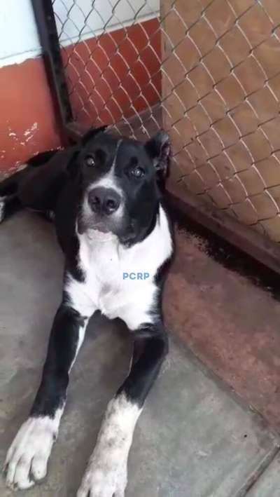 OSA DE PCRP KENNEL
