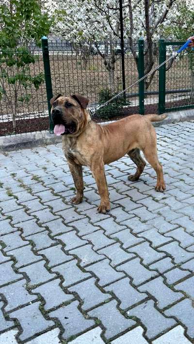 ALAZ DE LA SANGRE DEL GRAN BORAY