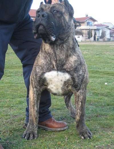 LOBO DE SPALATO BULL