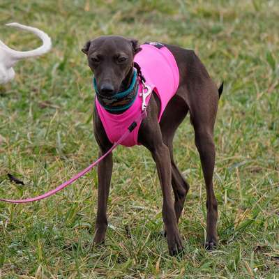 Arabela Feritte Bugsy