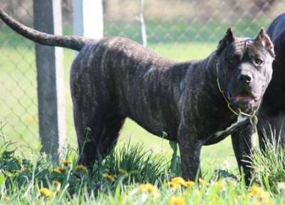 BOSS BULL CANARIO SHERRY