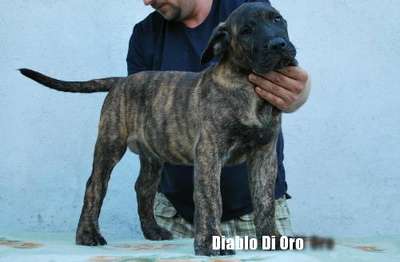 DANGEROS DIABLO DI ORO