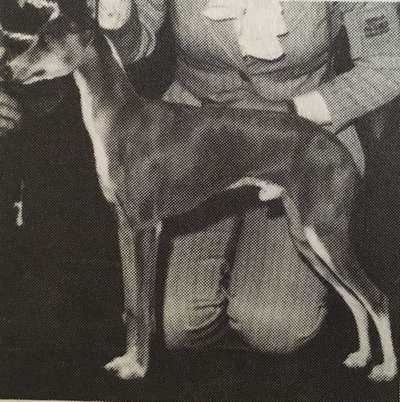 Westwind's Flash Gordon