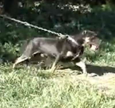 ROKO DE KING ZULU