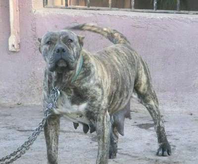 BOCAINA DE EL PASIL