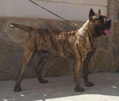 ZEUS DE BREVIERCAN