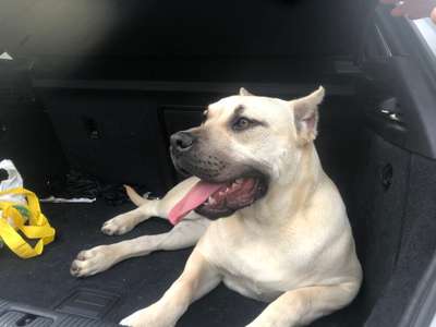 VAMPI DE KING ZULU