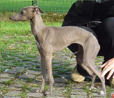 Alexa Astra Bravissimo