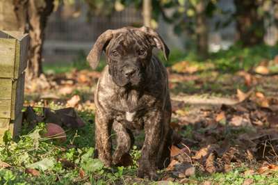 WILLOW DE REY GLADIADOR