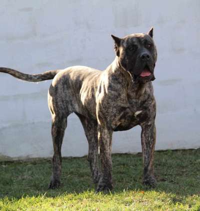 B-LUNA SILVER CHILD PRESA CANARIO