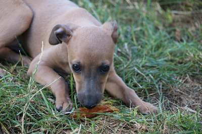 Tessa Principessa vom Sommerblues