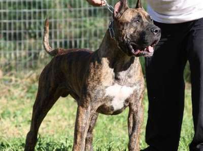 KAIZER DE ROJO Y ORO (KAISER)