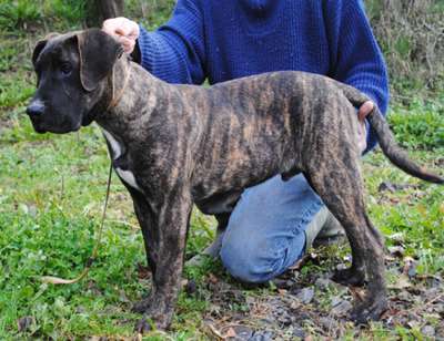 HOOLIGAN DE GUARDIAN DEL VALLE