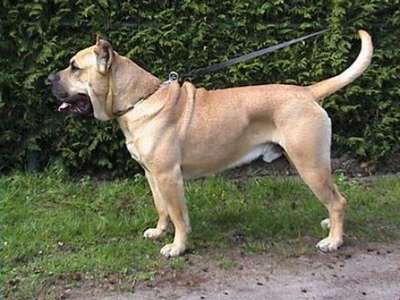ARON (DE CIELO DE CANARIAS)