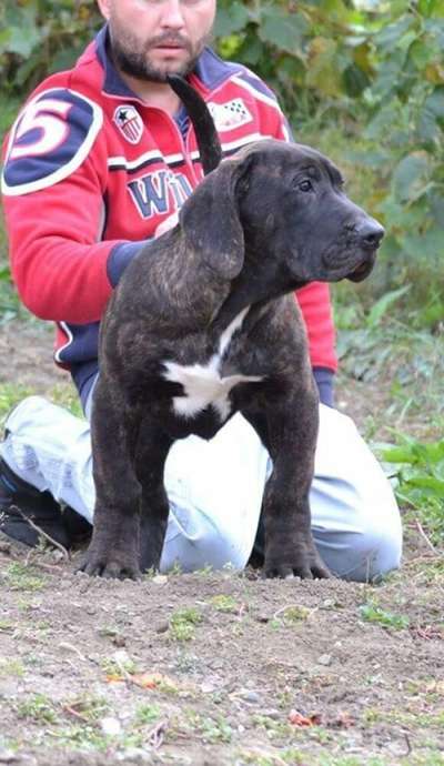 BASHAR DE MILKY WAY LUDUS