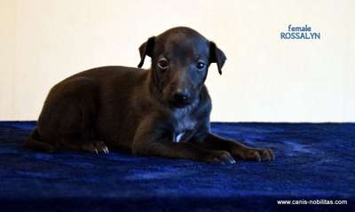 Canis Nobilitas Rossalyn