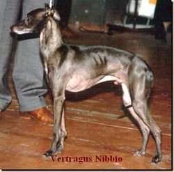 Vertragus Nibbio