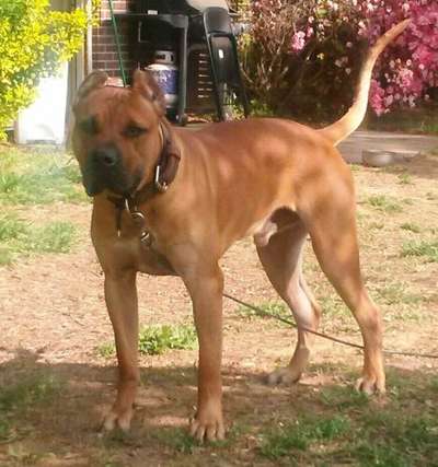 ARON DE CABEZA GRANDE