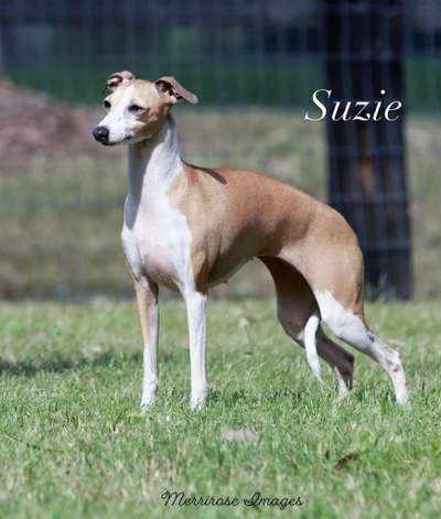 Piccino Wake Up Little Susie