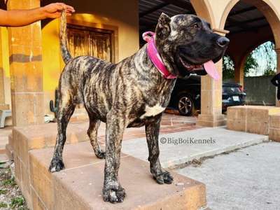 SHEILA DE BIG BOI KENNELS