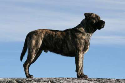 BALCO K9 MADNESS