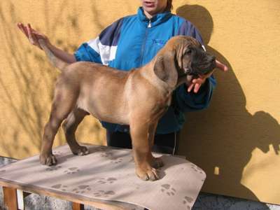 SUNDANCEDOGS ALONSO
